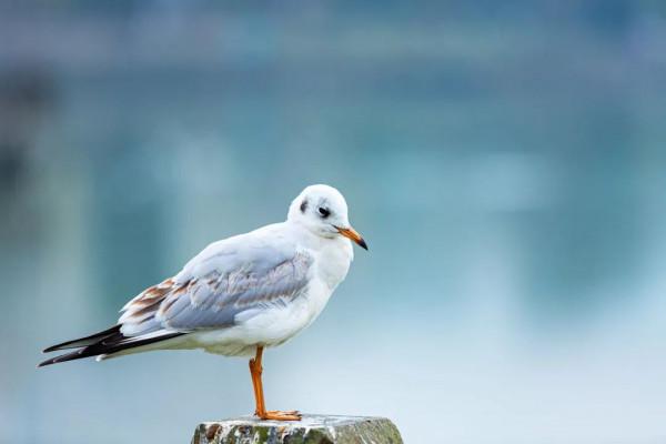 又到一年觀鳥季快來“鷗”遇我在龍灣湖畔等你