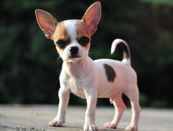 注意！養這8種狗狗，要做好保暖工作