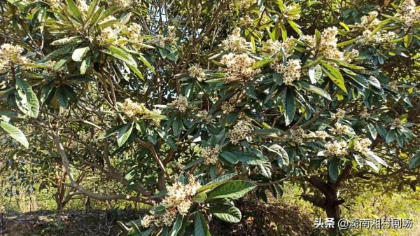 枇杷花和葉是一種好藥材，你知道嗎？
