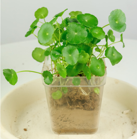 最愛水的銅錢草,水培和土培哪個更好養? 最愛水的銅錢草,水培和土培哪個更好養?