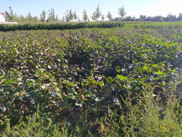 跟著林黛玉沿著京杭大運河去北京，沿途11個城市的秋天太美了