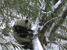 出沒於秦嶺的野生熊貓，是山中帶毛修行的真隱士
