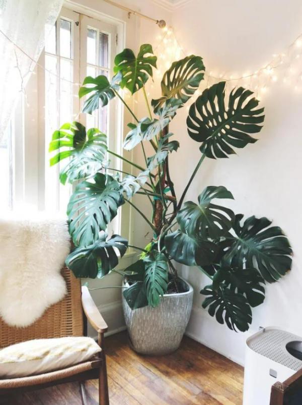 壹舍裝修：電視背景牆最合適擺放哪些植物？