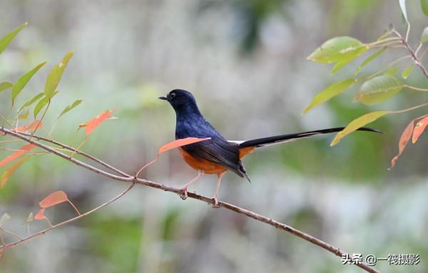樂不思蜀的候鳥——白腰鵲鴝