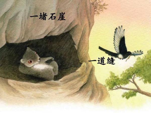 帶你識中藥——五靈脂 帶你識中藥——五靈脂