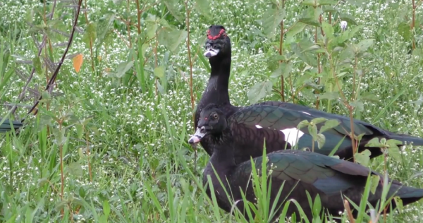 雜交動物：只看外貌，你能看出來這些動物的父母是誰嗎？