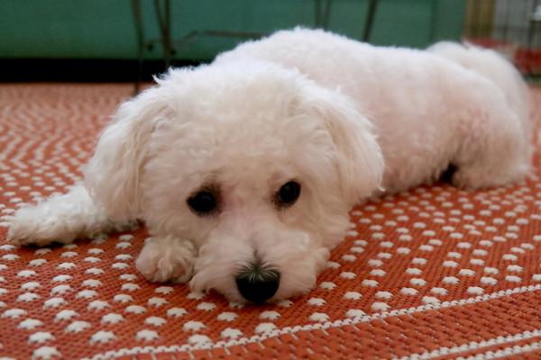 比熊犬表達痛苦的方式,你還不知道吧 比熊犬表達痛苦的方式,你還不知道吧