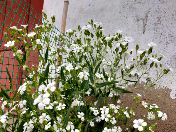 看多了大紅大綠的年宵花，4種“小清新”年宵花，合你胃口嗎