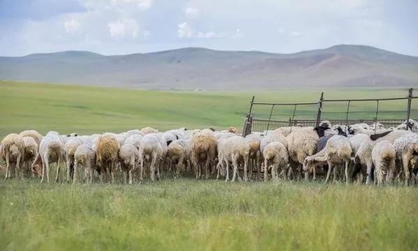 中國最美的9大草原，一輛車，三五好友，就可以馳騁在草原上