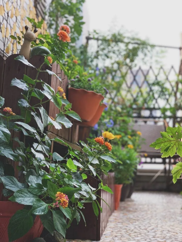 她改造的54㎡露臺花園，一個可在花叢中漫步的秘境，美不勝收