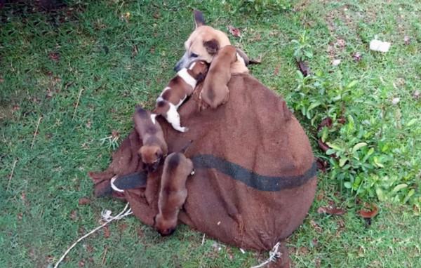 狗狗一家被裝在麻袋丟棄，狗媽盡力護著8只幼崽：別怕，有我在呢