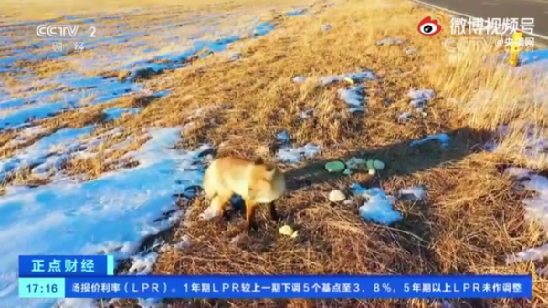 發現一隻會過日子的小狐狸