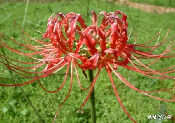 18種常見的先花後葉植物集錦 18種常見的先花後葉植物集錦