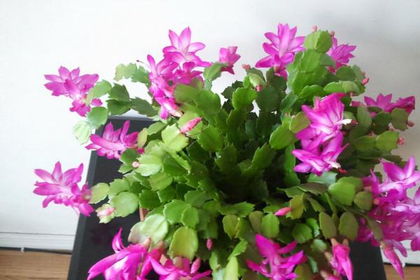 12月了，家裡養這些“年宵花”，株型美觀、花色豔麗，還十分喜慶