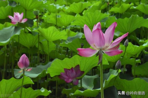荷花與鳥兒的美麗邂逅
