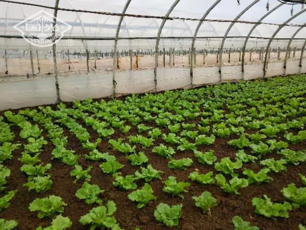 生菜配肥調,長得就是好 生菜配肥調,長得就是好