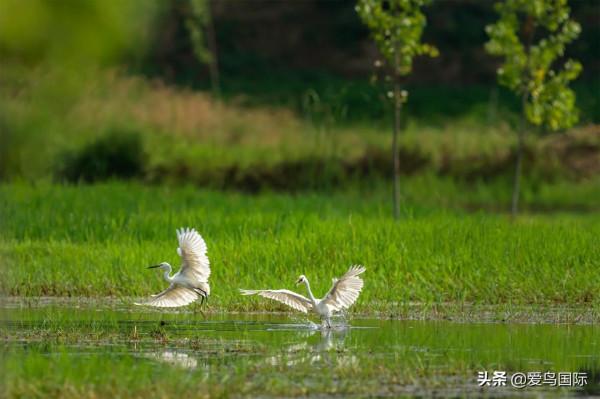 旗艦超越期待，春曉索尼Alpha 1試用體驗