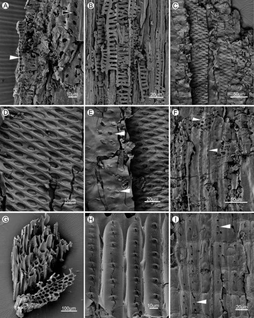 鑽進地下，深“扒”野火和生物滅絕間千絲萬縷的關係