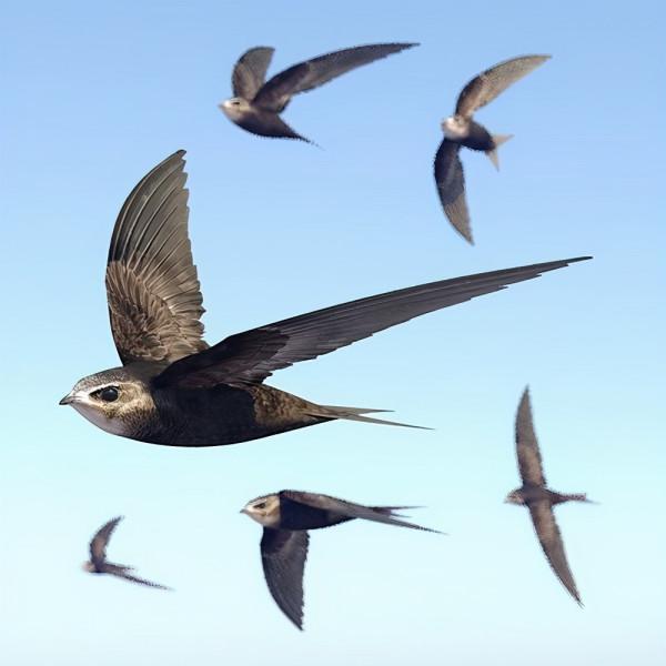 空中連續飛行十個月,累了就邊飛邊睡,雨燕為何如此強悍? 空中連續飛行十個月,累了就邊飛邊睡,雨燕為何如此強悍?