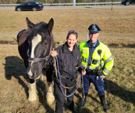 美國一匹馬衝上高速公路在車流中狂跑 警察緊急趕往現場 美國一匹馬衝上高速公路在車流中狂跑 警察緊急趕往現場