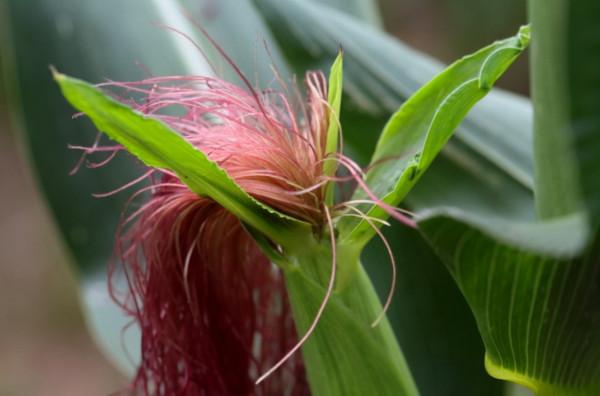 玉米鬚是治病“良藥”？玉米鬚的這些好處，很多人或不清楚