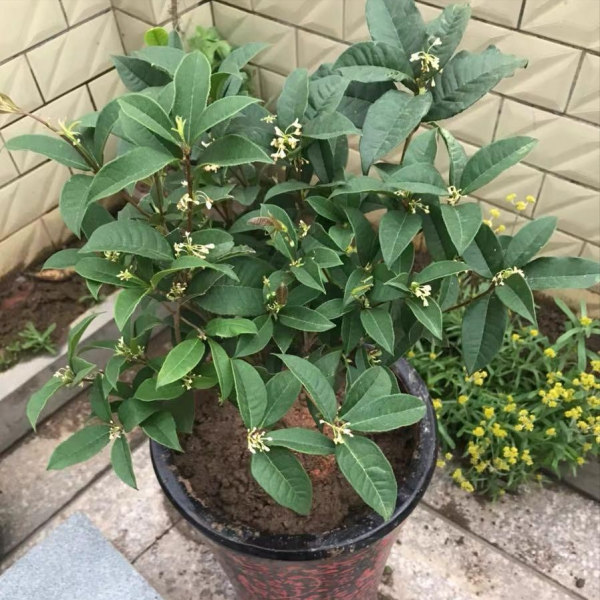 門前栽桂花“人前顯富貴”，盆栽桂花注意這4點，長成“貴人樹”