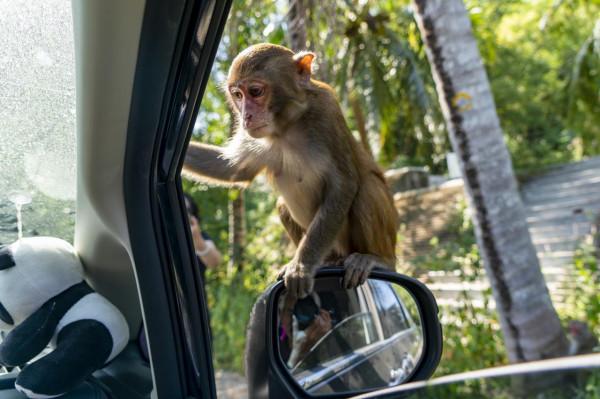 海南：南灣猴島的獼猴惹人喜愛