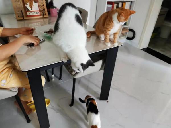 作為三隻貓主人,我為什麼不願意為《反虐待動物法》立法而發聲? 作為三隻貓主人,我為什麼不願意為《反虐待動物法》立法而發聲?