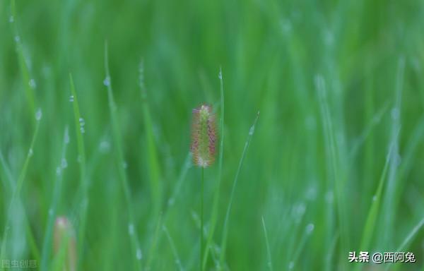 雙魚座的荒誕 雙魚座的荒誕