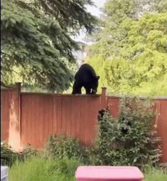 17歲少女護狗心切 竟徒手推棕熊 一把就將熊推出了牆外 影片為證