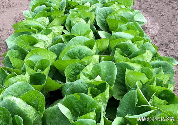 快到秋分了，還有哪些蔬菜可以種植呢？這六種就適合