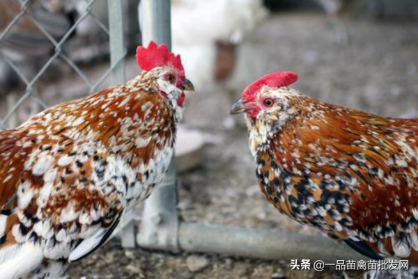 養這種雞肉很甜,一年能下250個雞蛋的“矮人雞”應該很有搞頭吧 養這種雞肉很甜,一年能下250個雞蛋的“矮人雞”應該很有搞頭吧