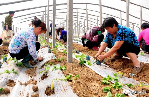 5個";小妙招";:搞定反季節優質精品西瓜種植,瓤細膩糖分足口感好 5個";小妙招";:搞定反季節優質精品西瓜種植,瓤細膩糖分足口感好