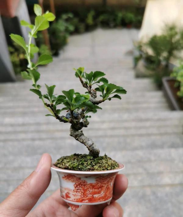 盆景植物中什麼叫犧牲枝