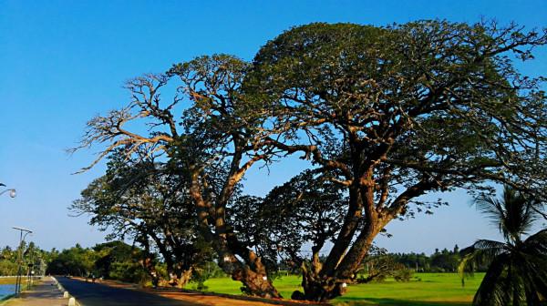 斯里蘭卡之旅(17)蒂瑟默哈拉默 斯里蘭卡之旅(17)蒂瑟默哈拉默
