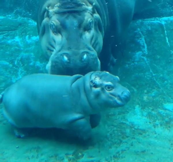 24個&OpenCurlyDoubleQuote;不為人知&rdquo;的動物事實，讓人眼界大開