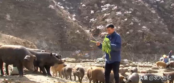 河北大哥創業養黑豬，逆境中“巧”翻身，一年收入達900多萬元