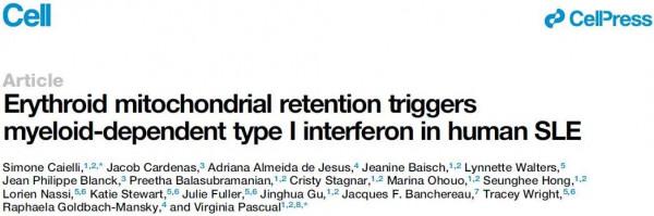​紅細胞中“捨不得”丟掉的線粒體可引發系統性紅斑狼瘡的炎症 ​紅細胞中“捨不得”丟掉的線粒體可引發系統性紅斑狼瘡的炎症