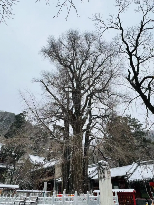 門城一夜雪，萬山披銀裝！