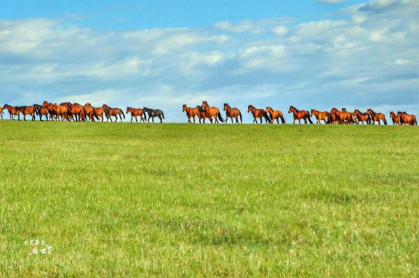 我為何會建議在秋天去呼倫貝爾大草原看看？因為它會變成一幅油畫