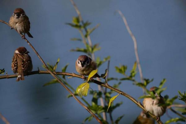 農村什麼最好吃？當然是野味，小時候喜歡的這些野味，已逐漸消失