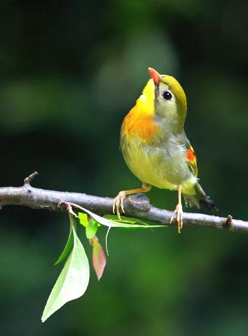 相思鳥一一愛情的象徵