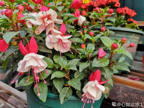 買花也要注意辨別“坑”,才能挑到好花,花開爆盆 買花也要注意辨別“坑”,才能挑到好花,花開爆盆