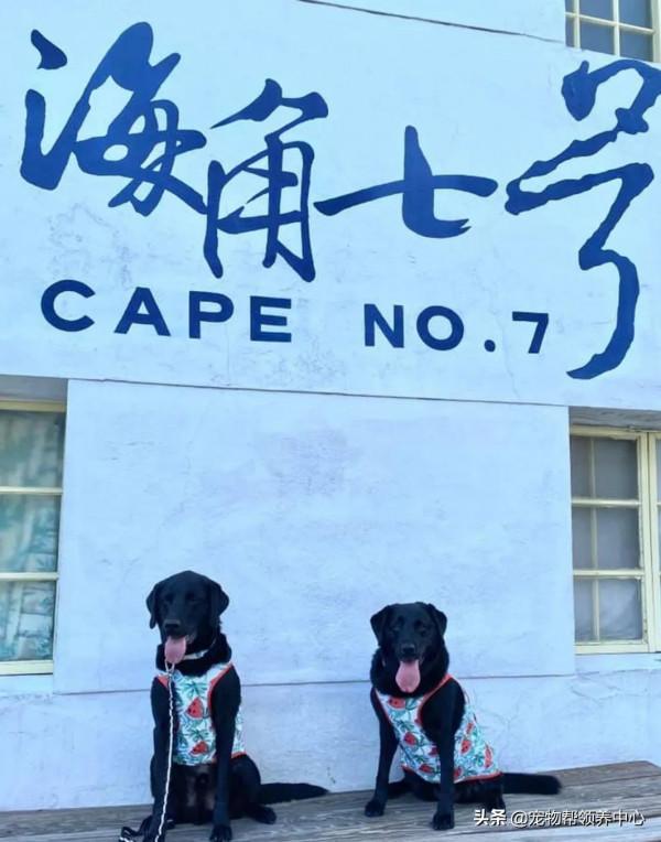 退休導盲犬竟還記得8年前的主人！主人哭了：“我真的太激動了”