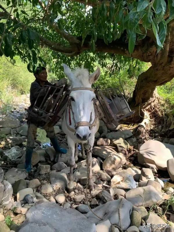 徒步新疆的路邊，撿到一塊3噸重的石頭，專家說價值450萬