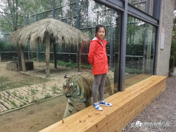北京新開一家動物園,可以和老虎共進午餐 北京新開一家動物園,可以和老虎共進午餐