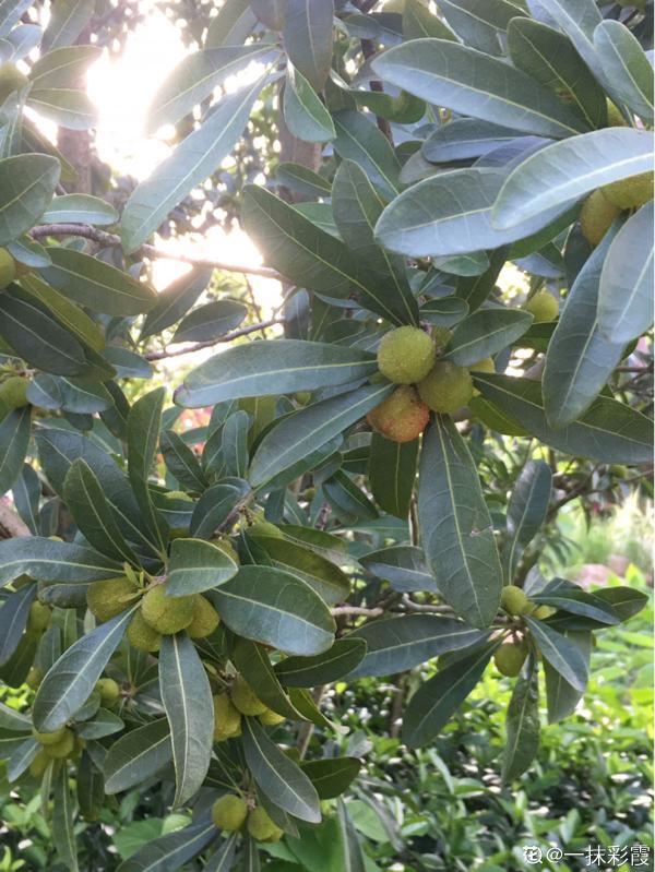 掌握6個養護步驟,放心吃楊梅,清洗也簡單 掌握6個養護步驟,放心吃楊梅,清洗也簡單