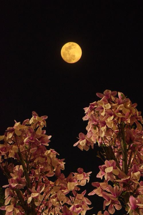 辛丑詠中秋詩詞五首