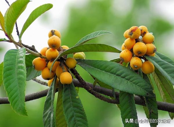 枇杷想要高產高量，冬季花期管理很重要