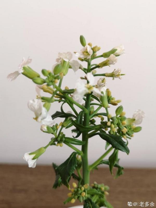 一塊生薑埋土裡,長出“姜崽芽”,兩個月能長1米高 一塊生薑埋土裡,長出“姜崽芽”,兩個月能長1米高